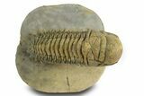 Flying Crotalocephalina Trilobite - Exposed Hypostome #359231-2